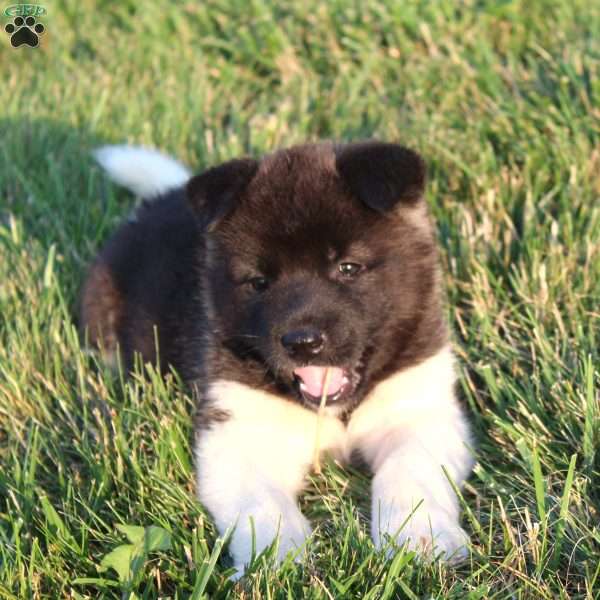 Bella, Akita Puppy